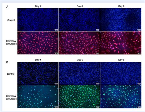 Figure From A D Endometrial Organotypic Model Simulating The Acute