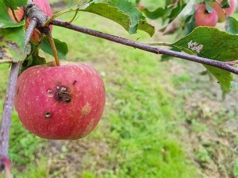 Rote Faule Pfel H Ngen An Einem Ast Im Garten Ein Von Parasiten