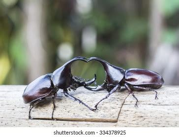 Image Male Rhinoceros Beetle Fighting On Stock Photo 334378925 | Shutterstock