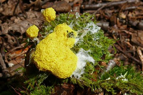 Bright Yellow Slime Molds Brilliant Creation