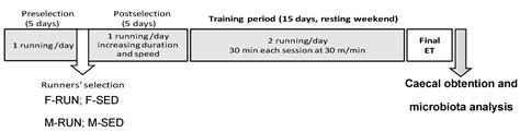 Intensive Training And Sex Influence Intestinal Microbiota Composition