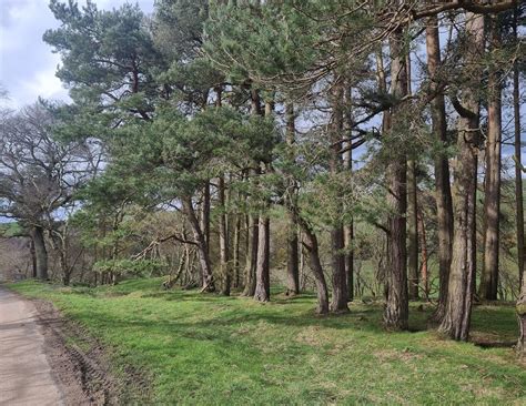 Pine Trees By The Road Above Hud S Crag Oliver Dixon Geograph