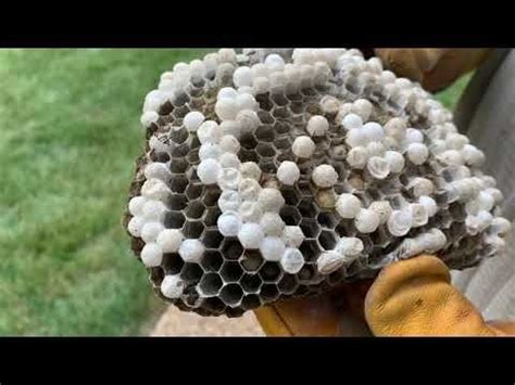 A Beehive That Is Covered In Lots Of White Stuff