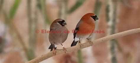 Bouvreuil à Tête Rouge Eleveur de Carduelines