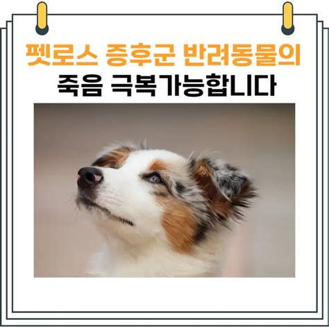 펫로스 증후군 가족같은 반려동물의 죽음 극복가능합니다 Petlife