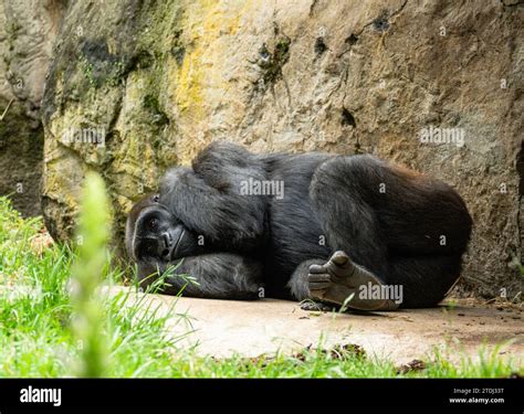 Gorilla Lying Down Hi Res Stock Photography And Images Alamy