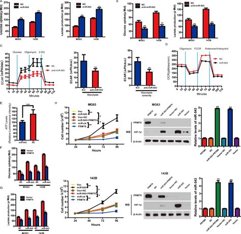 PRMT9 Can Inhibit MiR 543 Induced Glycolysis And Cell Proliferation A