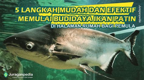 Langkah Mudah Dan Efektif Memulai Budidaya Ikan Patin Di Halaman Rumah