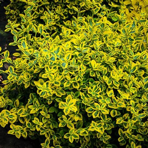 Home Euonymus Emerald N’ Gold Euonymus Wintercreeper