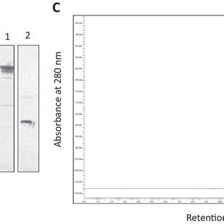 A Sds Page Analysis Of Trastuzumab Under Non Reducing Conditions Lane