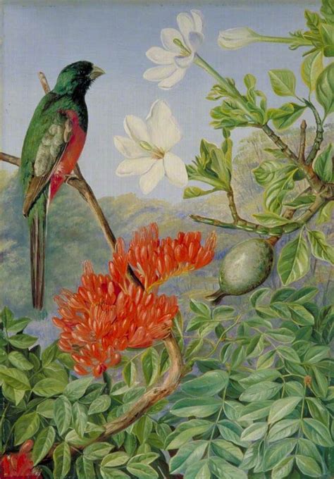 Two Flowering Shrubs Of Natal And A Trogon Marianne North WikiArt