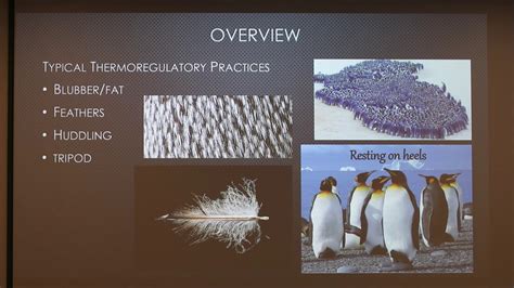 Thermoregulation in Penguins - YouTube