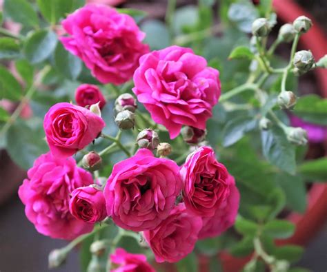 Rose care and growing guide: how to grow roses like an expert | Homes ...