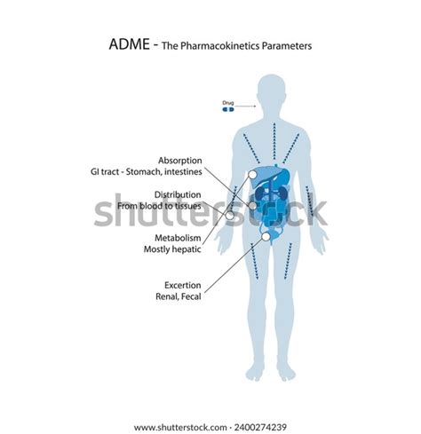 Diagram Showing Pharmacokinetic Parameters Adme Absorption Stock Vector Royalty Free