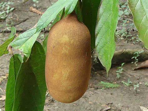 15 Exotic Fruits You Have To Try In Colombia Learn More Than Spanish