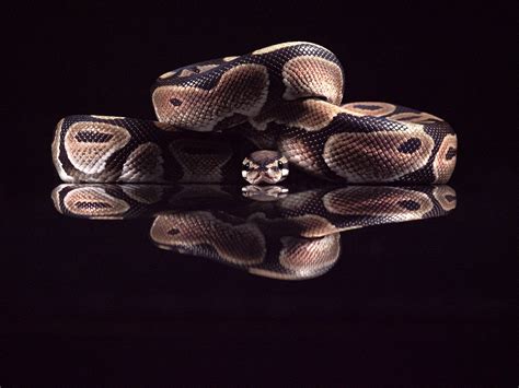 Royal Python | www.wildlife-photography.uk.com