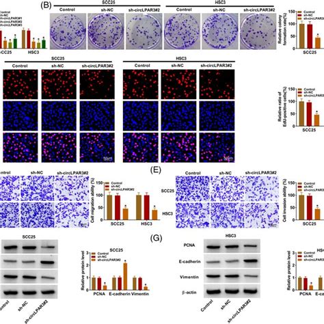 Circlpar Silencing Repressed Oscc Cell Proliferation Migration And