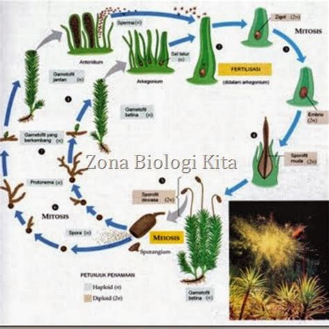 Metagenesis Lumut