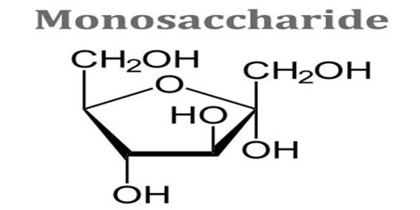 Monosaccharide - Zoefact