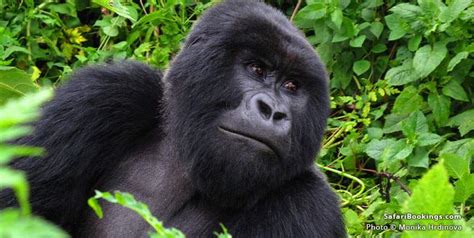 Best Places To See Gorillas In Africa Safaribookings