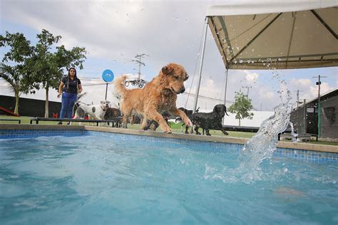 Cu Nto Cobran Los Hoteles Para Perros Conozca Los Precios Por Noche