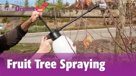 Fruit Tree Spraying Organic Gardening Blog Fruit Trees Apple Tree