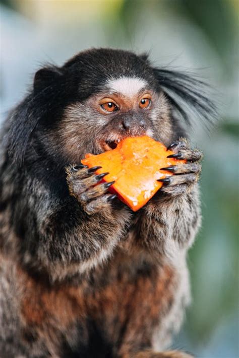 Callithrix Penicillata Mono Peludo Comiendo Fruta En El Bosque · Foto De Stock Gratuita