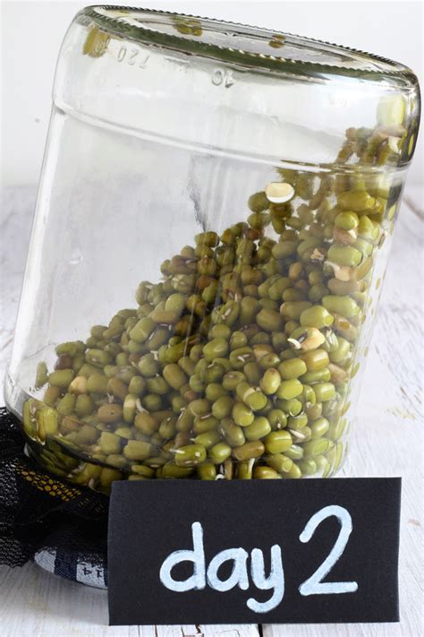 How To Sprout Mung Beans In A Jar In Only Days