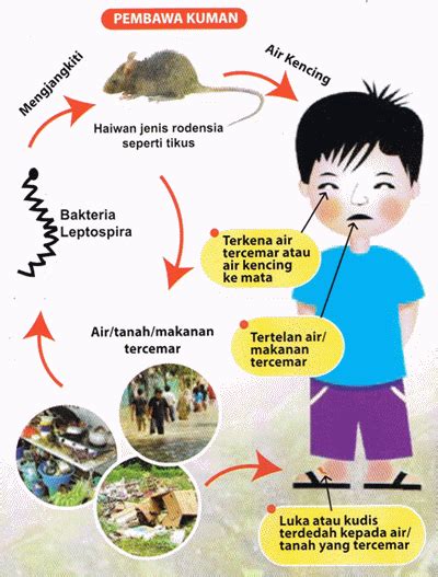 Leptospirosis Penyakit Kencing Tikus Pembunuh Senyap