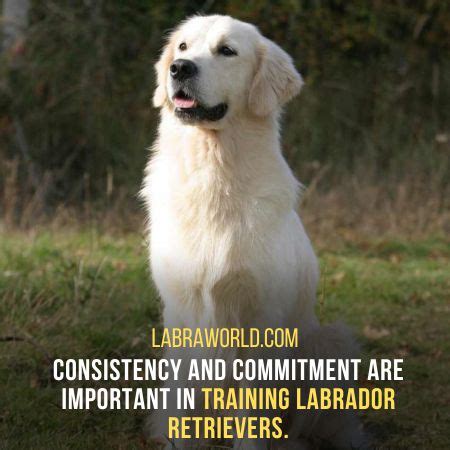 Tips For Training Your White British Labrador Retrievers