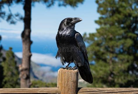 Dark Raven Standing on the Fence in the Wild Stock Photo - Image of bird, blackbird: 269743216