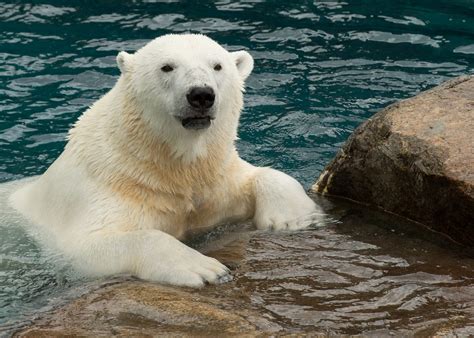 Ours blanc - Zoo sauvage de Saint-Félicien