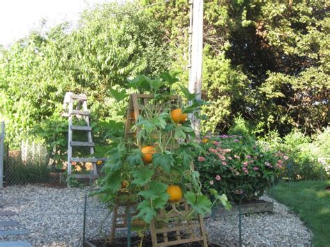 Шпалера для тыквы своими руками фото