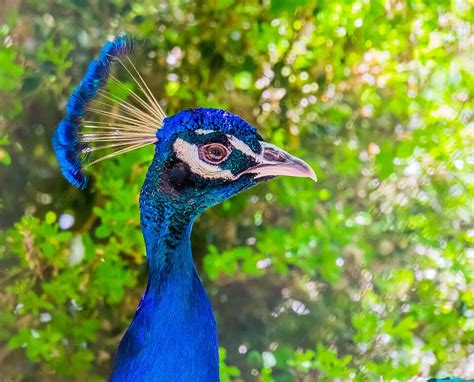 Background Merak India Berwarna Warni Closeup Dari Wajah Cantik Burung