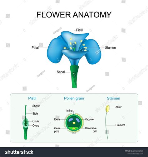Plant Reproductive System