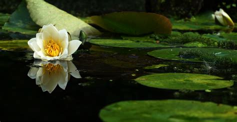 Flower, White Flower, Lotus, Nature wallpaper - Coolwallpapers.me!