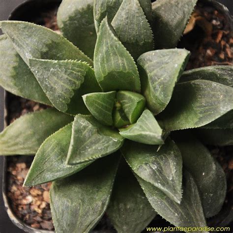 Haworthia Retusa India S 1 Online Garden Store Buy Cactus