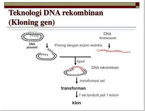 Dna Rekombinan Produk