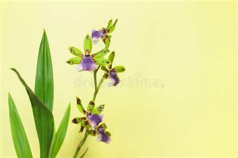 Purple Green Zygopetalum Orchid Inflorescence Before Solid Color