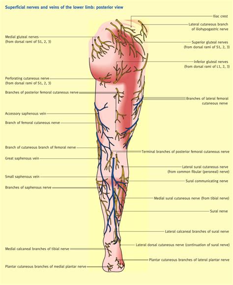 The Femoral Triangle And Superficial Veins Of The Leg Anaesthesia And Intensive Care Medicine