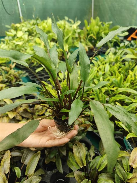 Cryptocoryne Wendtii Brown Green Water Aquascapes