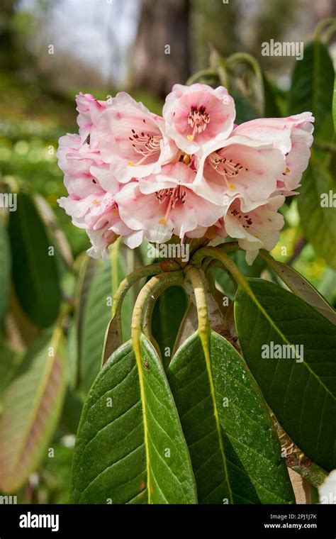 Rhododendron in the gardens of St Fagans Castle, St Fagans Museum of History Stock Photo - Alamy