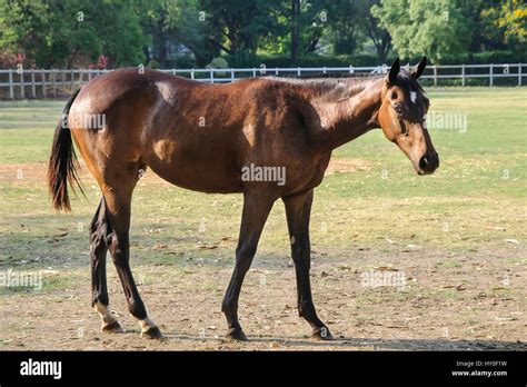 Poonawalla stud farm, pune, maharashtra, india, asia Stock Photo - Alamy