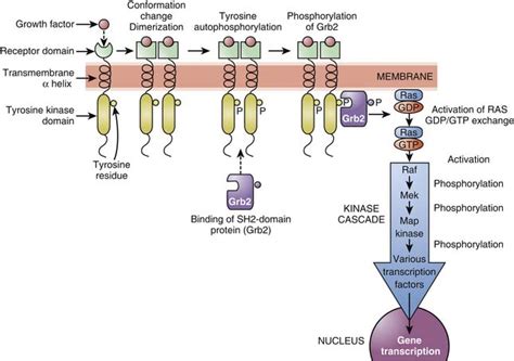 Molecular Mechanisms Of Drug Actions From Receptors To Effectors