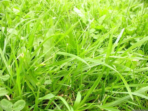 Free Photo Wild Grass Closeup Field Fresh Free Download Jooinn