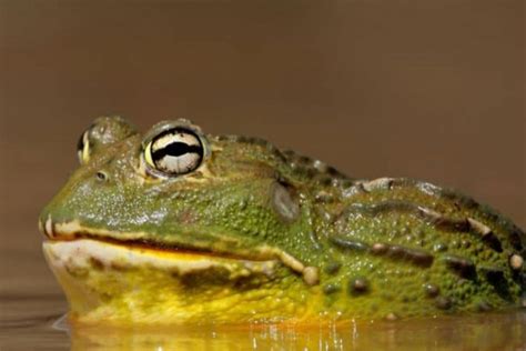 African Bullfrog 101: A Formidable Amphibian Giant