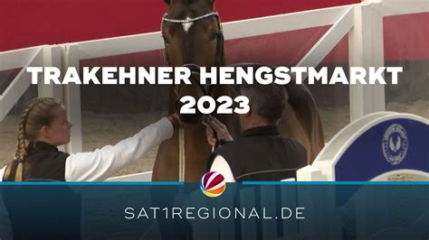 Trakehner Hengstmarkt 2023 besten Hengste werden gekört YouTube