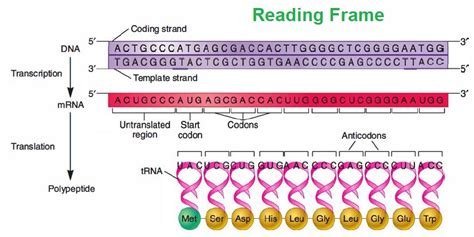 The Genetic Code Microbiology Notes