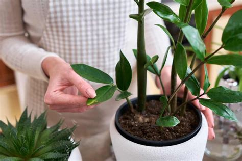 Zamioculcas Tutto Su Come Coltivare E Curare La Pianta Di Padre Pio