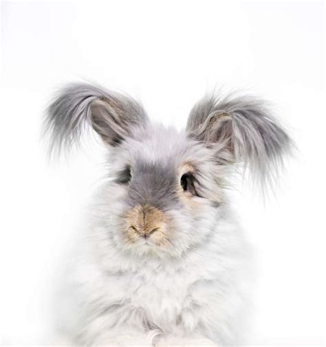 English Angora Rabbit